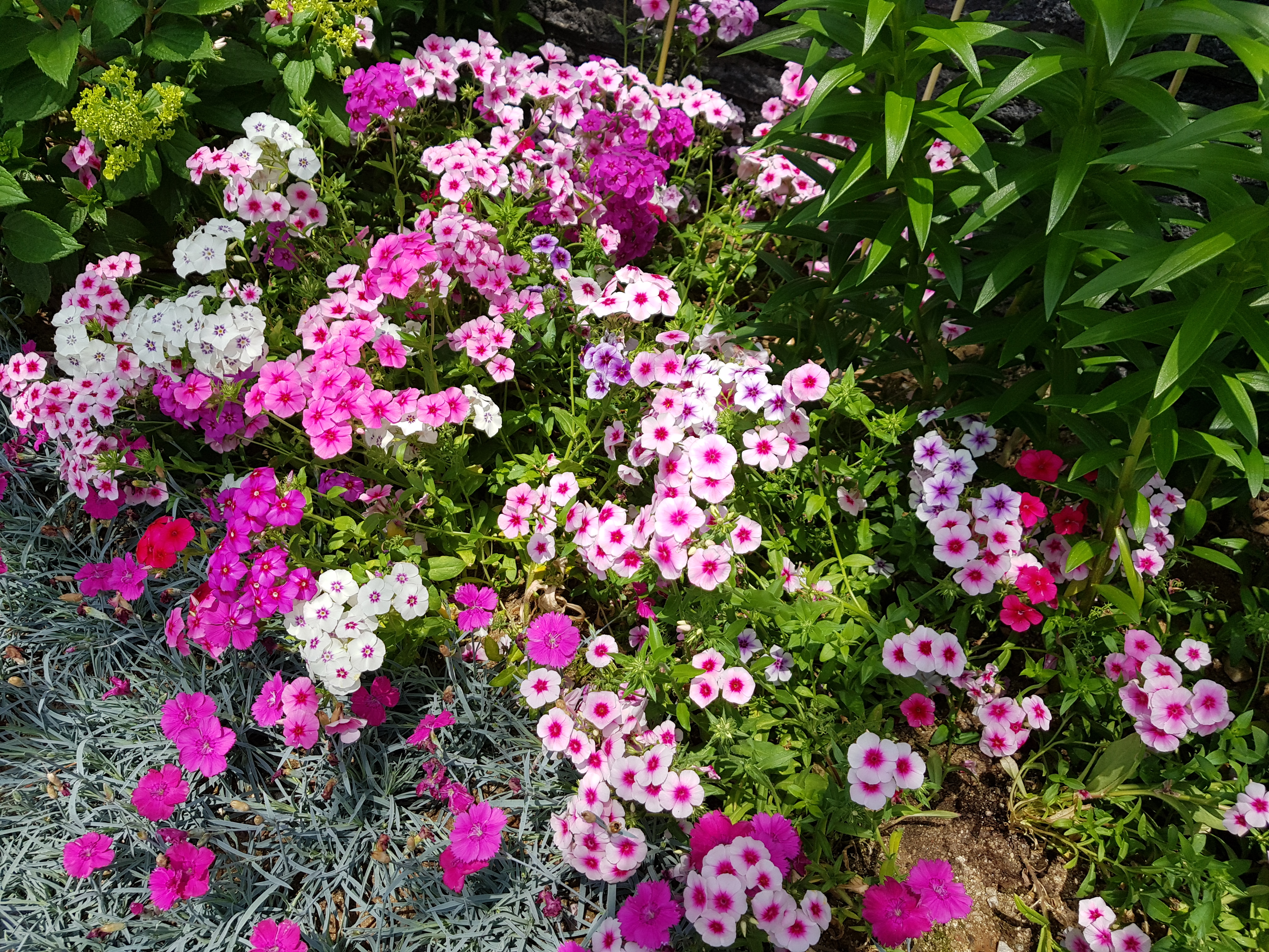 Phlox drummondii